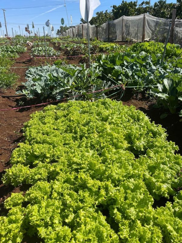 Công Ty TNHH Đầu Tư Quốc Tế Nông Nghiệp Nghỉ Dưỡng Tình Thân