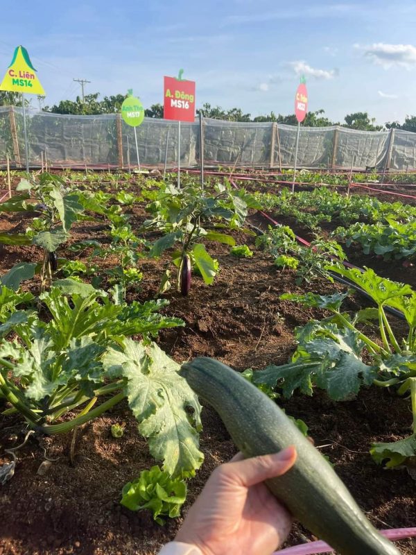 Công Ty TNHH Đầu Tư Quốc Tế Nông Nghiệp Nghỉ Dưỡng Tình Thân