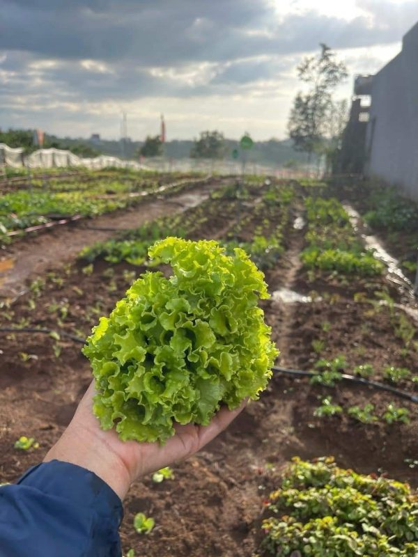 Công Ty TNHH Đầu Tư Quốc Tế Nông Nghiệp Nghỉ Dưỡng Tình Thân