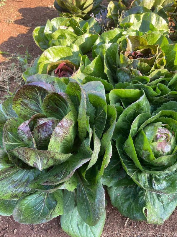 Công Ty TNHH Đầu Tư Quốc Tế Nông Nghiệp Nghỉ Dưỡng Tình Thân