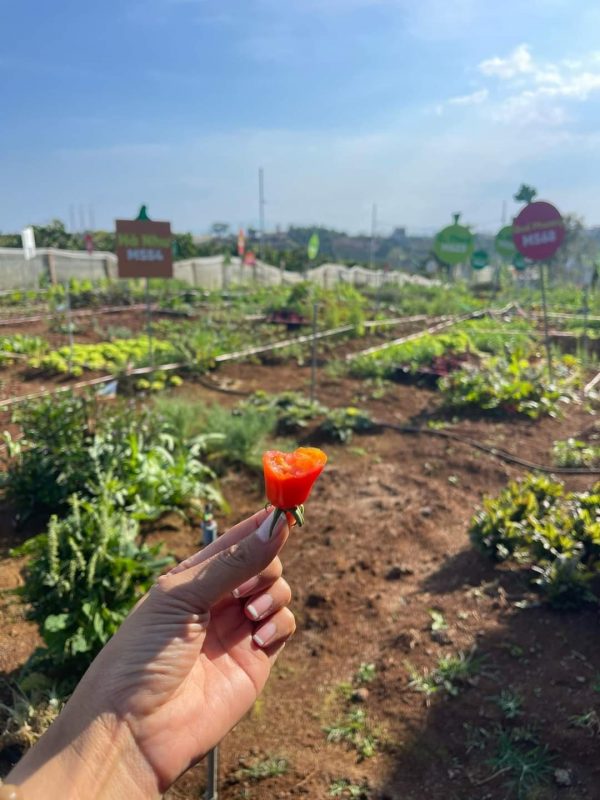 Công Ty TNHH Đầu Tư Quốc Tế Nông Nghiệp Nghỉ Dưỡng Tình Thân