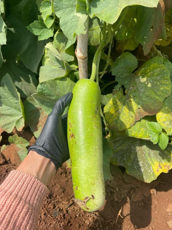 Công Ty TNHH Đầu Tư Quốc Tế Nông Nghiệp Nghỉ Dưỡng Tình Thân