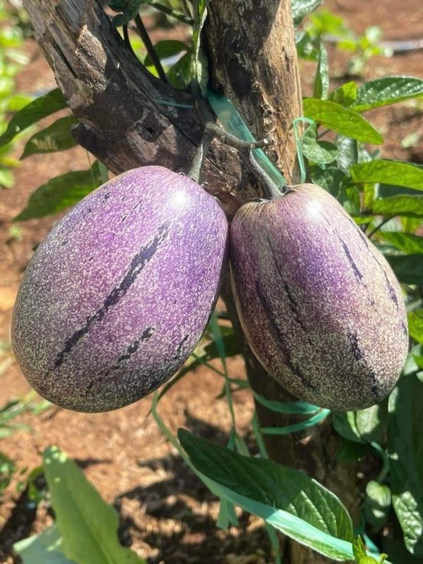 Công Ty TNHH Đầu Tư Quốc Tế Nông Nghiệp Nghỉ Dưỡng Tình Thân