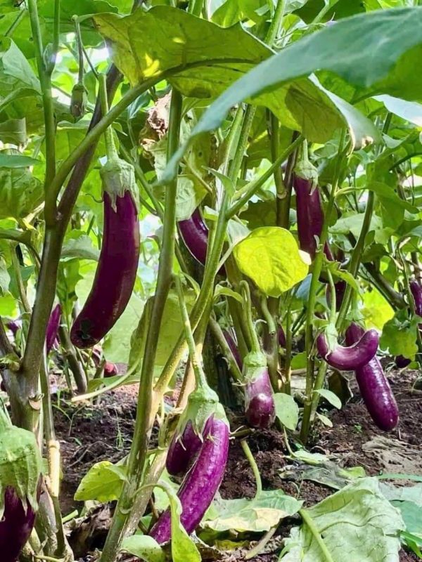 Công Ty TNHH Đầu Tư Quốc Tế Nông Nghiệp Nghỉ Dưỡng Tình Thân